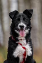 Lieve meisje zoekt huis., Dieren en Toebehoren, Particulier, Rabiës (hondsdolheid), 15 weken tot 1 jaar, Buitenland
