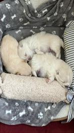 Prachtige Pomeriaan Puppy’s op Zoek naar Hun Gouden Mandje!, Dieren en Toebehoren, Honden | Poolhonden, Keeshonden en Oertypen