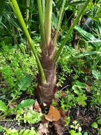Palmboom trachycarpus fortunia, Tuin en Terras, Planten | Tuinplanten, Volle zon, Vaste plant, Bloeit niet, Ophalen