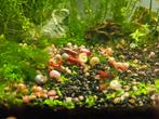 Prachtige aquariumslakken, 50 cent per stuk, Vis