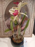 CLAY ORCHIDS Orchidee van Japans klei, Ophalen, Zo goed als nieuw
