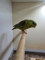 Catharina parkiet pop, Dieren en Toebehoren, Vogels | Parkieten en Papegaaien, Vrouwelijk, Parkiet, Geringd