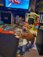 Shiba inu teefje 10 weken - ouders gezondheidstesten, Dieren en Toebehoren, Honden | Poolhonden, Keeshonden en Oertypen, België