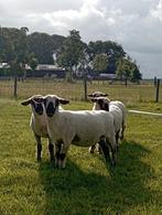Mooie Hampshire Down Ooien, Dieren en Toebehoren, Schapen, Geiten en Varkens, Vrouwelijk, Schaap, 0 tot 2 jaar