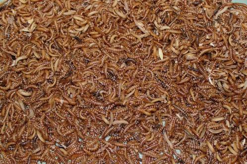 Voeding meelwormen, buffalowormen en regenwormen, Dieren en Toebehoren, Pluimvee | Toebehoren, Nieuw, Drinken en Voederen, Ophalen