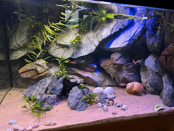 Aquarium 130-80-80, Dieren en Toebehoren, Vissen | Aquaria en Toebehoren, Gevuld zoetwateraquarium, Ophalen