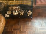 Mooie lieve kittens te koop, Dieren en Toebehoren, Katten en Kittens | Overige Katten, Poes