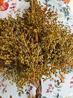 Vruchten van dadelpalm, Tuin en Terras, Planten | Bomen, Volle zon, Ophalen of Verzenden, Lente, Minder dan 100 cm