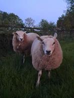 Weiland gezocht voor 3 tamme schapen, Vrouwelijk, Schaap