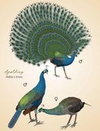 Pauwen, halfwas en volwassen, Meerdere dieren, Overige soorten