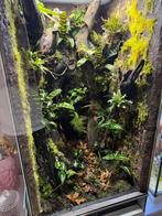 Terrarium/Paludarium, Dieren en Toebehoren, Reptielen en Amfibieën | Toebehoren, Ophalen, Zo goed als nieuw