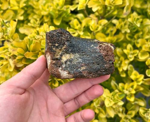 Teenkoot mammoet fossiel, Verzamelen, Mineralen en Fossielen, Fossiel, Ophalen of Verzenden