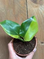 Strelitzia nicolai variegata plant aurea yellow halfmoon, Ophalen of Verzenden, Overige soorten, Minder dan 100 cm