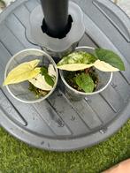 Syngonium albo Varigata, Huis en Inrichting, Kamerplanten, Ophalen of Verzenden