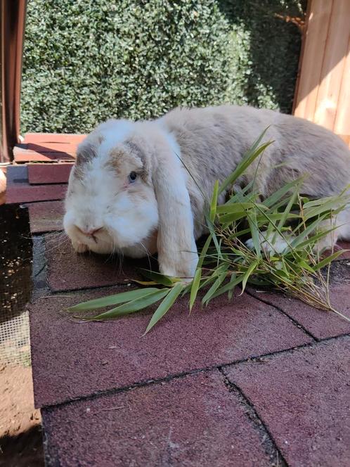 Franse hangoor dames, Dieren en Toebehoren, Konijnen, Groot, Vrouwelijk, 3 tot 5 jaar, Hangoor