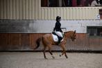 Pony te huur!!!, Ophalen of Verzenden