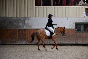 Pony te huur!!! beschikbaar voor biedingen
