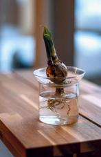 ACTIE: Eschert’s Garden Kiemvaas – Laat Je Planten Groeien m, Ophalen of Verzenden