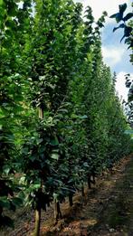 Carpinus betulus 'Fastigiata' 🌿 zuilboom, Ophalen