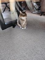 Main Coon kittens raszuiver mogen naar hun nieuwe huisje, Meerdere dieren, 0 tot 2 jaar