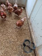 Kippen 7 stuks...., Dieren en Toebehoren, Pluimvee, Vrouwelijk, Kip