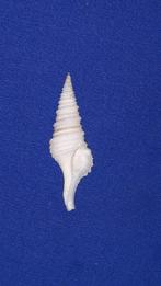 schelpen, Gemmula speciosa, Ophalen of Verzenden, Schelp(en)