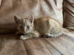 Prachtige rode kittens te koop!, Dieren en Toebehoren, Katten en Kittens | Overige Katten, Poes, Kortharig, 0 tot 2 jaar