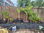 Palmbomen te koop vanaf €2 tot €140! verschillende maten, Zomer, Palmboom, Ophalen, Volle zon