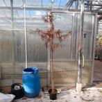 Moerascipres | Taxodium distichum ca. 200 cm hoog, Bloeit niet, Overige soorten, 100 tot 250 cm, Ophalen