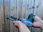Te koop Doffer, Dieren en Toebehoren, Vogels | Duiven, Mannelijk, Postduif