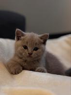 Britsekorthaar kittens, Dieren en Toebehoren