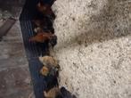 Leuke krielkipjes, Dieren en Toebehoren, Pluimvee, Meerdere dieren, Kip