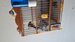 Te koop zuiver parva putters  van 2025, Dieren en Toebehoren, Meerdere dieren, Wildzangvogel