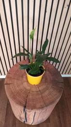 Mooie kamerplant; kleine variant Lepelplant (2), Ophalen, Overige soorten, Minder dan 100 cm