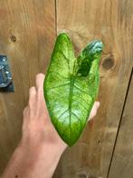 Alocasia zebrina mint albo variegata plant, Huis en Inrichting, Ophalen of Verzenden, Halfschaduw, Minder dan 100 cm