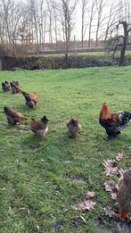 Broedeieren brahma groot patrijs, Dieren en Toebehoren, Pluimvee, Geslacht onbekend, Kip