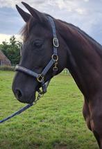 Waanzinnige lieve kwpn- ster merrie te koop!!, Dieren en Toebehoren, Paarden, Merrie, Dressuurpaard, Gechipt, 11 jaar of ouder