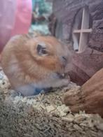 Syrische hamster 7 maanden oud, inclusief hamsterscaping, Dieren en Toebehoren, Knaagdieren, Mannelijk, Hamster, Na 1 juli 2024