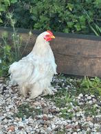 2 Cochin Kriel Bobtail haantjes, Mannelijk, Kip