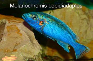 Melanochromis Lepediadaptes ( aquatreff import) beschikbaar voor biedingen