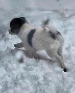 Border collie pups, Parvo, 8 tot 15 weken, Collie, Meerdere