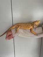 Mannetjes baardagaam plus mooi terrarium 120 x 50 x 60, Dieren en Toebehoren, Reptielen en Amfibieën, Hagedis, 3 tot 6 jaar