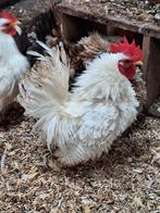 Mooie witte serama krulveer haan, Dieren en Toebehoren, Pluimvee, Mannelijk, Kip