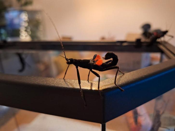 Peruphasma schultei PSG 270, Dieren en Toebehoren, Insecten en Spinnen, Wandelende tak