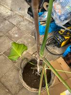 3 grote planten evt met pot, Huis en Inrichting, Kamerplanten, Ophalen, 100 tot 150 cm, Overige soorten, Halfschaduw