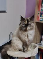 Perzische poes, Dieren en Toebehoren, Katten en Kittens | Overige Katten, Poes, Langharig, 3 tot 5 jaar