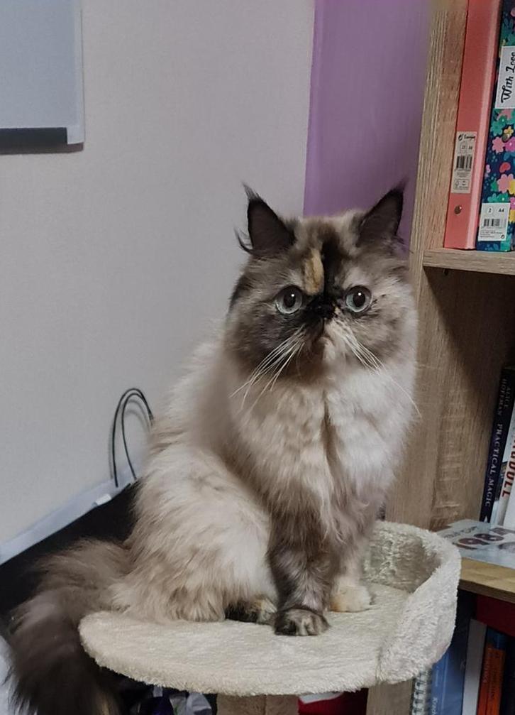 Perzische poes, Dieren en Toebehoren, Katten en Kittens | Overige Katten, Langharig, Poes, 3 tot 5 jaar