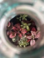 Flessentuin in Glazen Fles kurk, Huis en Inrichting, Kamerplanten, Overige soorten, In pot, Minder dan 100 cm, Groene kamerplant