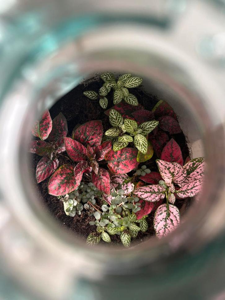 Flessentuin in Glazen Fles kurk, Huis en Inrichting, Kamerplanten, Overige soorten, Minder dan 100 cm, Groene kamerplant, Halfschaduw