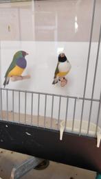 Natuurbroed gouldamadines., Dieren en Toebehoren, Vogels | Overige Vogels, Meerdere dieren, Geringd